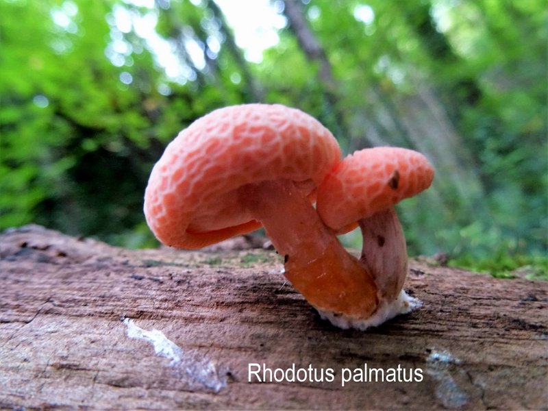 Rhodotus palmatus-amf1616.jpg - Rhodotus palmatus ; Syn1: Pleurotus palmatus ; Syn2: Gyrophila palmata ; Nom français: Rhodotus veiné